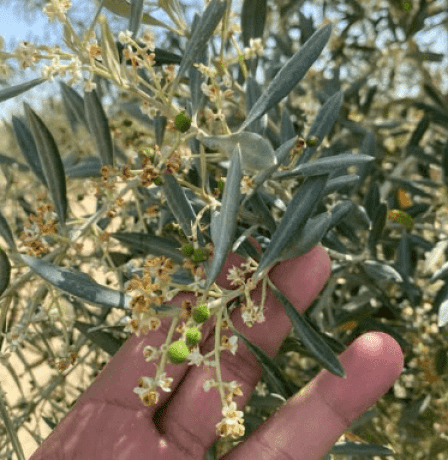 الحملة الوطنية لقطف الزيتون تعتمد نهجا لا مركزيا لإدارة الموسم