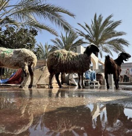 خبير اقتصادي لراية: لا أضاحي ولا قدرة على شراء الغذاء في غزة