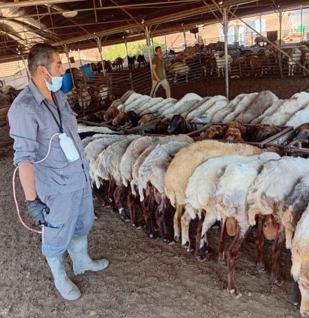دائرة البيطرة في طوباس تنفذ حملة تطعيم وترقيم للأغنام في خربة الرأس الأحمر