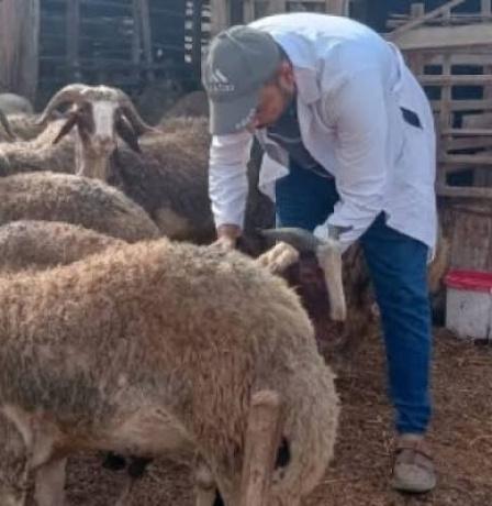 "الزراعة" تنفذ حملة تطعيم وترقيم لـ4300 رأس من الأغنام في مسافر يطا