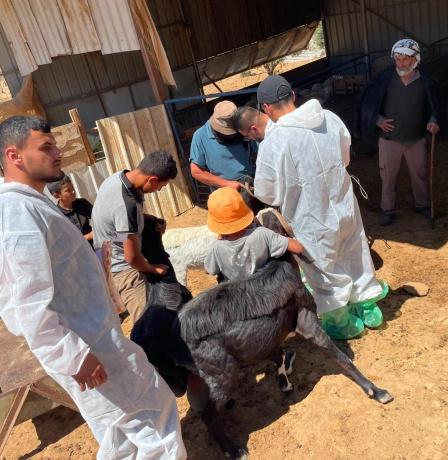 تواصل تطعيم وترقيم الأغنام والماعز بمسافر يطا والأغوار