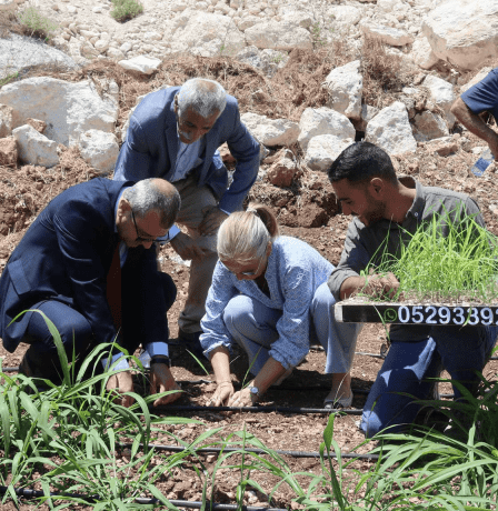 "البونيكام" يدخل فلسطين كمحصول واعد لدعم مربي الثروة الحيوانية