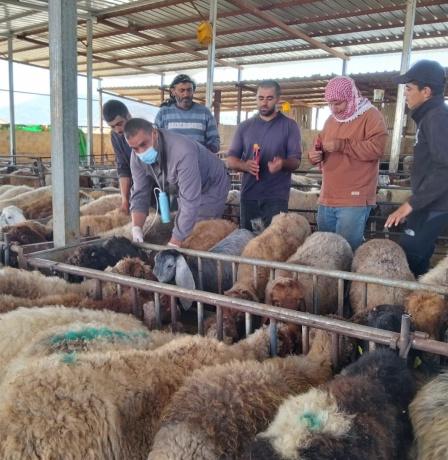 الحملة الوطنية لتطعيم وترقيم الثروة الحيوانية تتجاوز 37,350 رأساً منذ انطلاقها في مسافر يطا والأغوار الشمالية