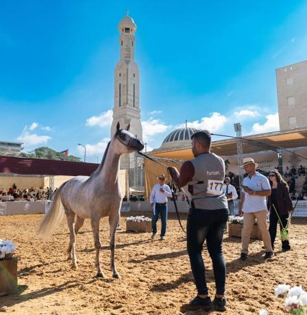 روابي تختتم بطولة الإنتاج المحلي بمشاركة أكثر من 300 خيل عربي أصيل وبمشاركة جماهيرية واسعة
