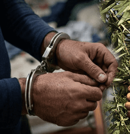 القبض على لصوص الزيتون في جنين