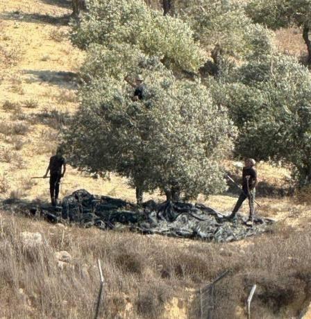 خاص| موسم الزيتون تحت الهجوم.. المستوطنون يستهدفون أرزاق الفلسطينيين