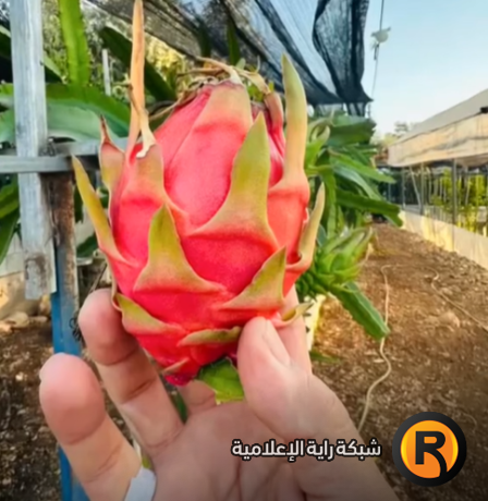 خاص| فاكهة غريبة في  بلدة حارس.. كيف بدأت حكاية "فاكهة التنين"؟