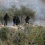 خاص | كيف يحاول المزارعون الفلسطينيون إنقاذ موسم الزيتون؟