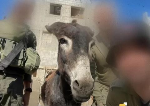 مواصلات غزة تُعدم… حتى "الحمار الهزيل" سرقته إسرائيل ومنحته أوروبا اللجوء!