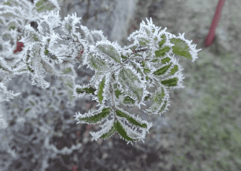 خاص | وزارة الزراعة تحذّر من موجة صقيع إشعاعي يؤثر على المحاصيل