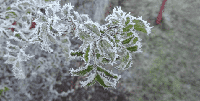 خاص | وزارة الزراعة تحذّر من موجة صقيع إشعاعي يؤثر على المحاصيل