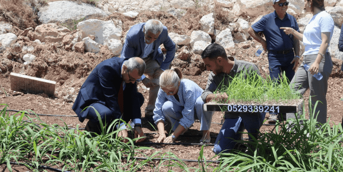 "البونيكام" يدخل فلسطين كمحصول واعد لدعم مربي الثروة الحيوانية
