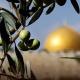 أين موقع فلسطين في الخريطة العالمية للزيتون؟ فياض فياض يجيب لراية