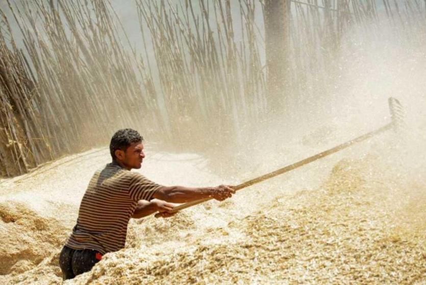 مصر: احتياطيات القمح تكفي حتى الخامس من أبريل 2018