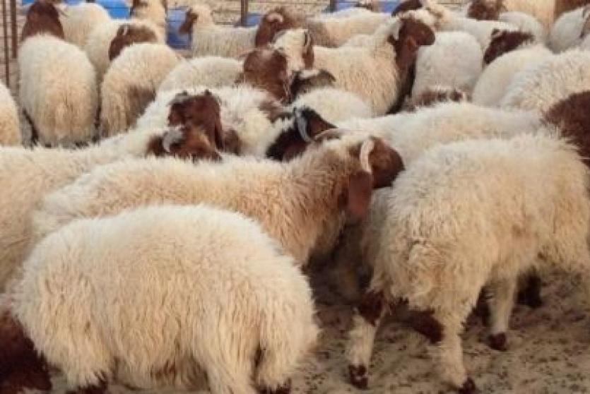 دار الافتاء: يجوز  التضحية بالأنعام المسمنة