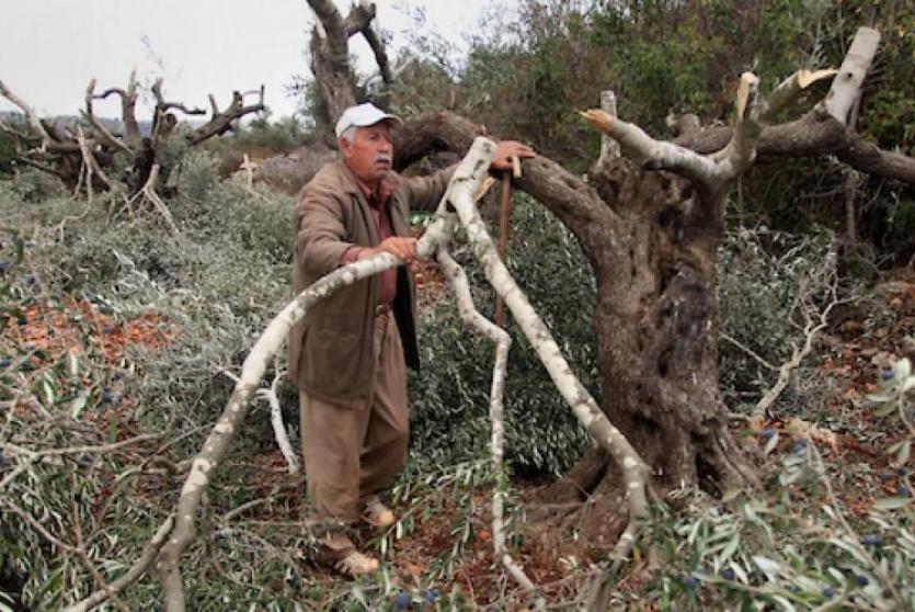 مستوطنون يقطعون أشجار زيتون معمرة- ارشيف