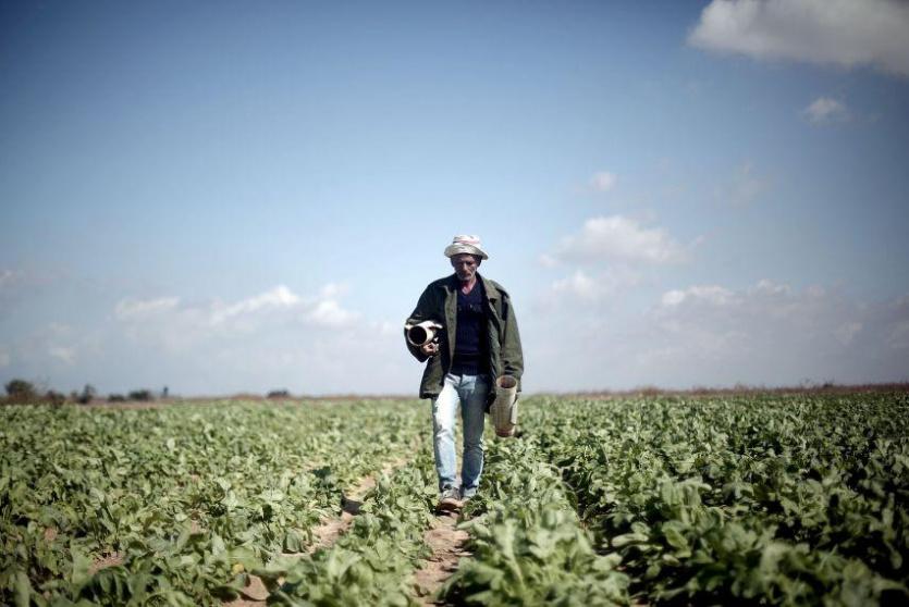 مزارع فلسطيني 