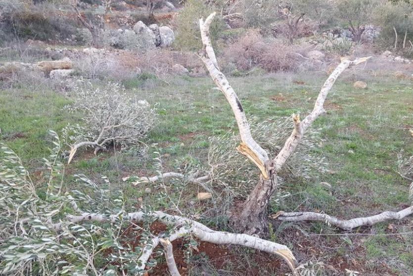 ارشف-مستوطنون يحطمون اشجار الزيتون