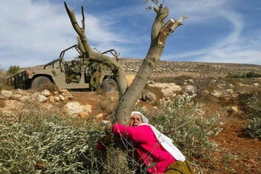 سيدة فلسطينية تتشبث بما تبقى من شجرة زيتون بعد أن دمرها الاحتلال الاسرائيلي- ارشيف