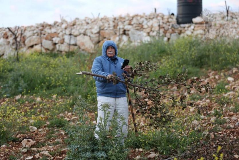 مستوطنون يقطعون 550 شجرة في أراضي دير جرير شرق رام الله