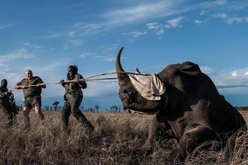 وحيد القرن من أكثر الحيوانات المستهدفة في أفريقيا
