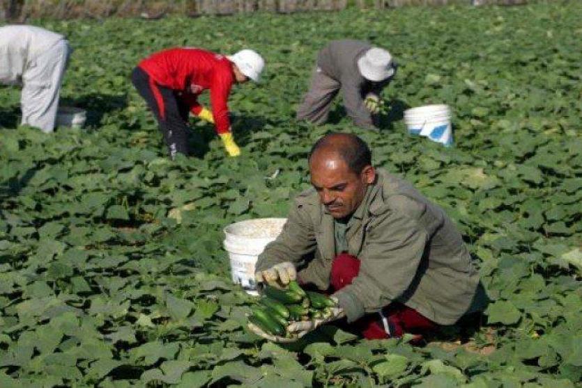 مزارعو غزة