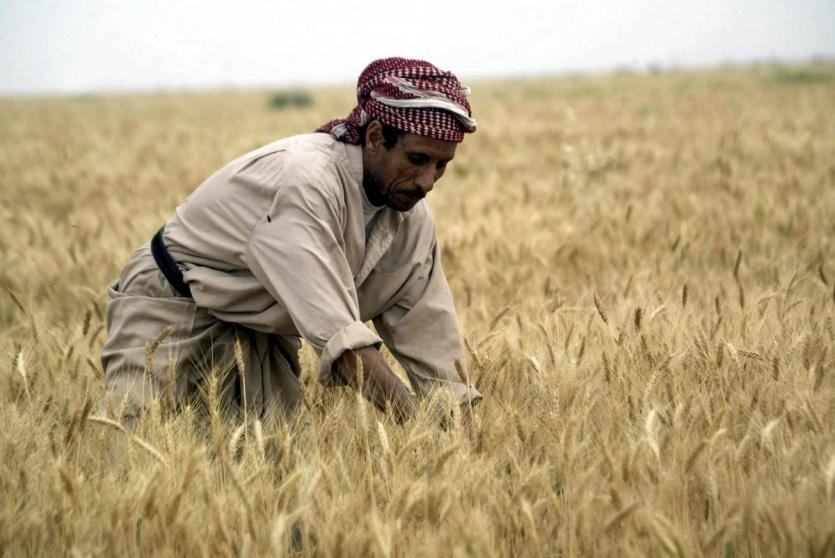 القمح العراقي