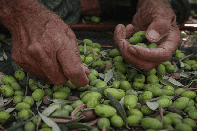 زيتون فلسطين