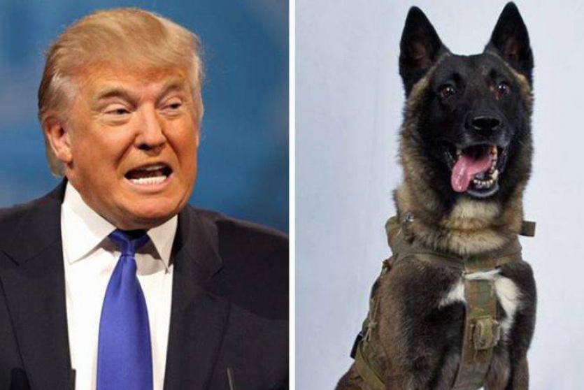 ترامب والكلب الذي شارك في عملية قتل البغدادي