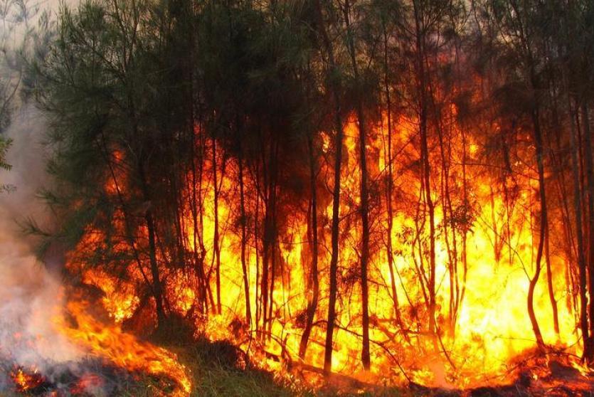 حرائق الغابات المدمرة في شرق استراليا