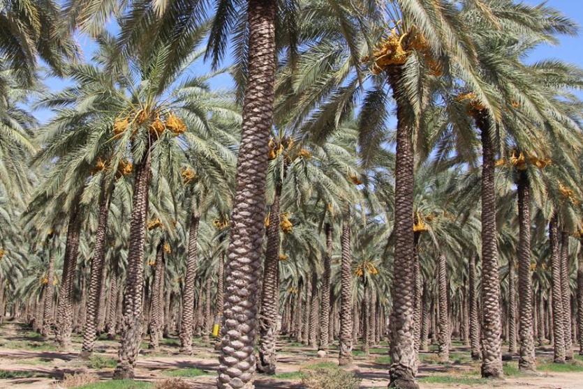 نخلة التمر