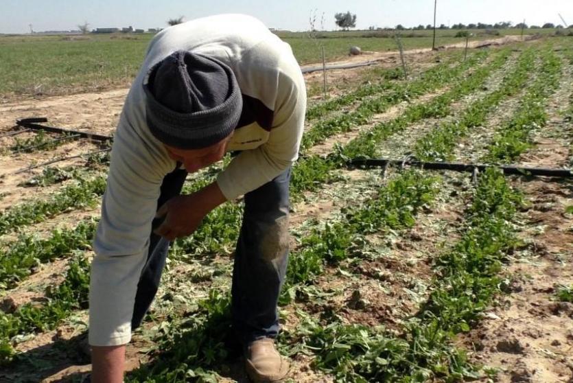 مزارع فلسطيني
