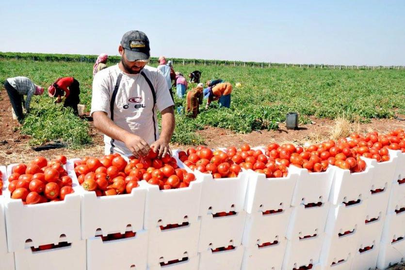 الزراعة في فلسطين