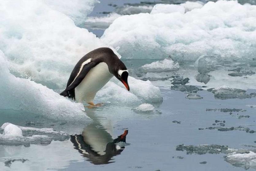 طائر البطريق