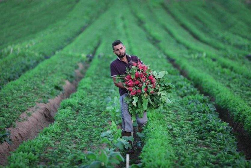 الزراعة في فلسطين