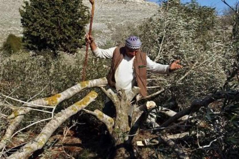 ارشيف- مستوطنون يقطعون اشجار