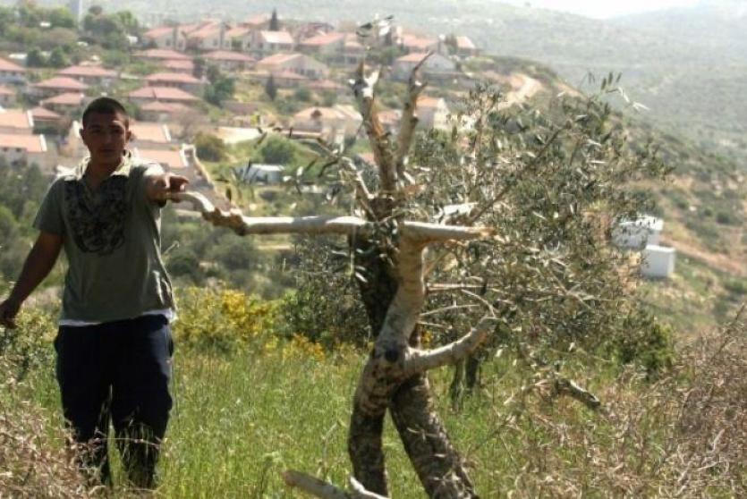 مستوطنون يقطعون أشجار الزيتون