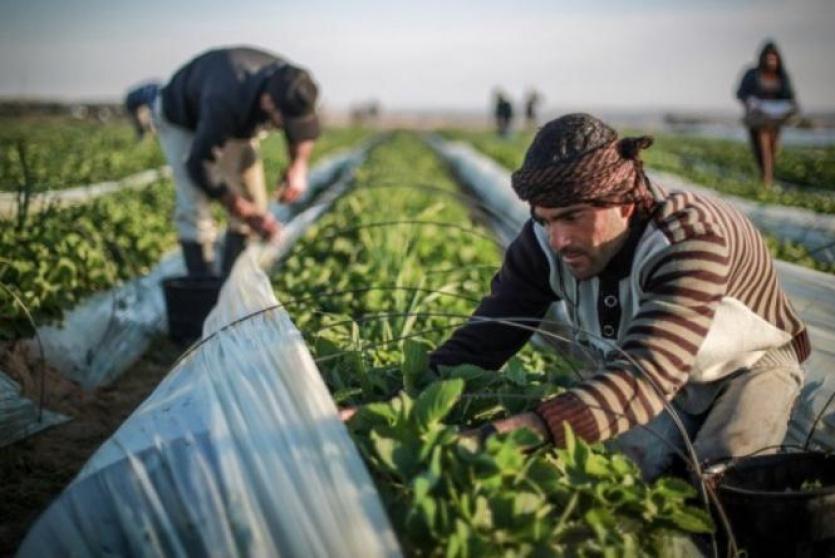 المزارعين الفلسطينيين