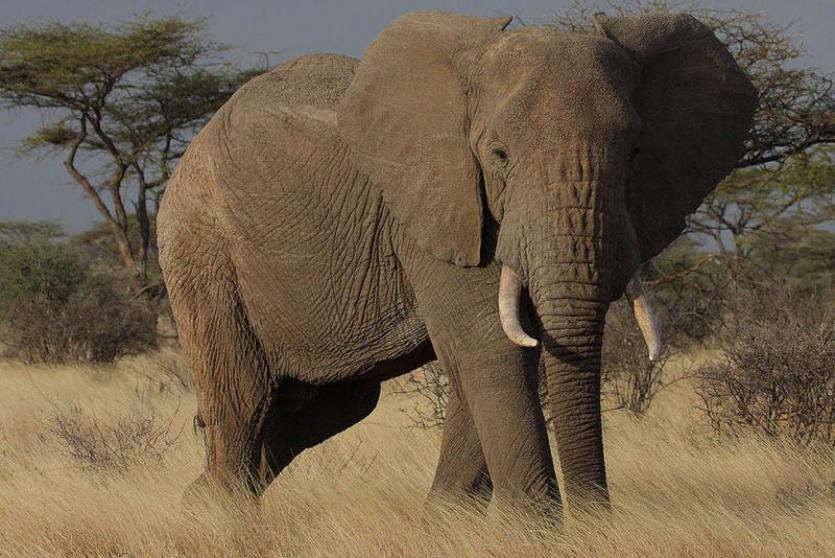 الفيل الإفريقي ويعيش نحو 70 عاماً