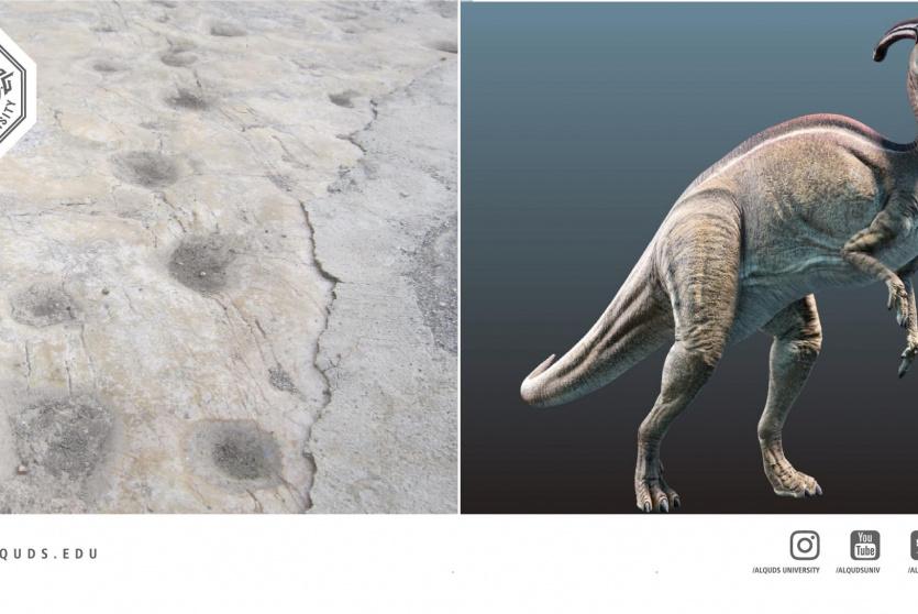  آثار لأقدام ديناصورات  عاشبة 