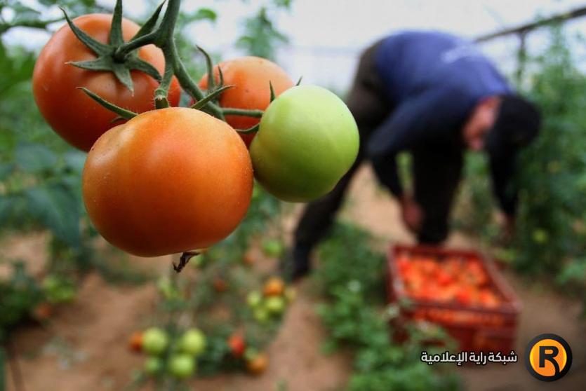 مزارع في غزة - ارشيف