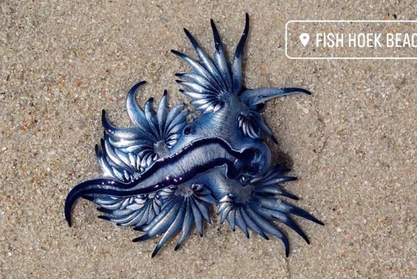 المخلوق البحري المعروف باسم أجمل قاتل في المحيط