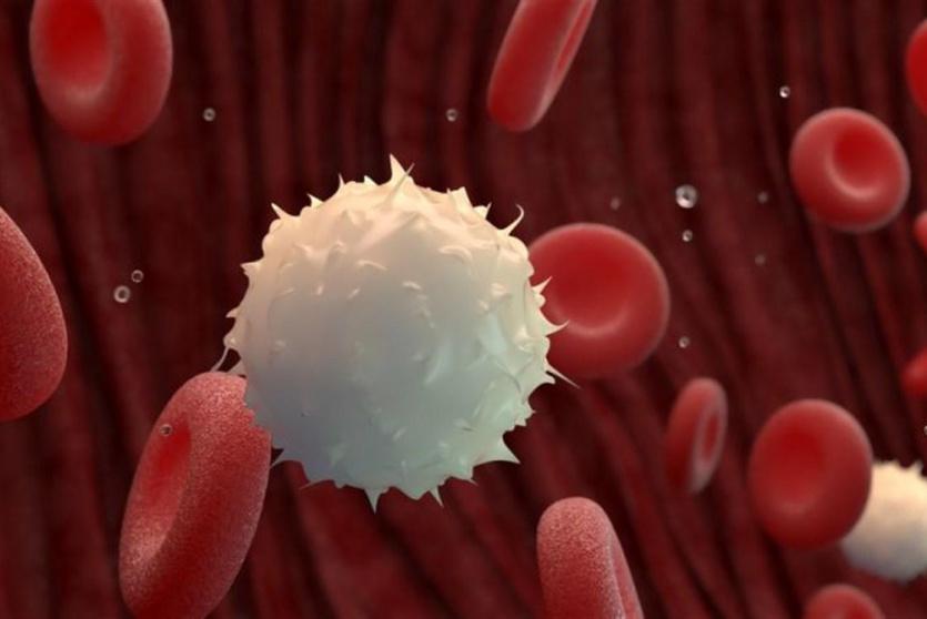 خلايا الدم في جسم الانسان - توضيحية 