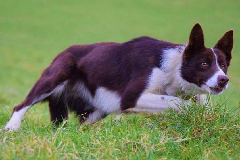  الجرو كيم أغلى كلب راعي 