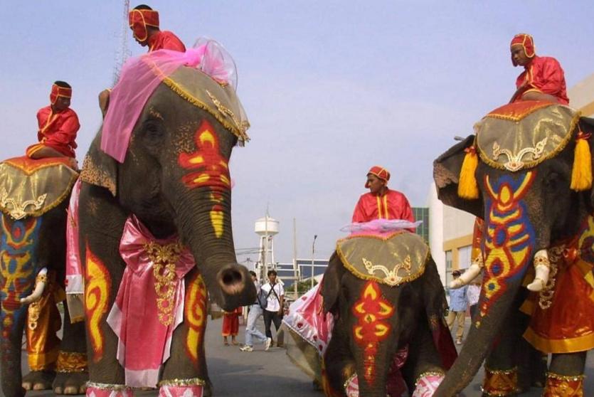 حفل زفاف على ظهور الفيلة في تايلاند