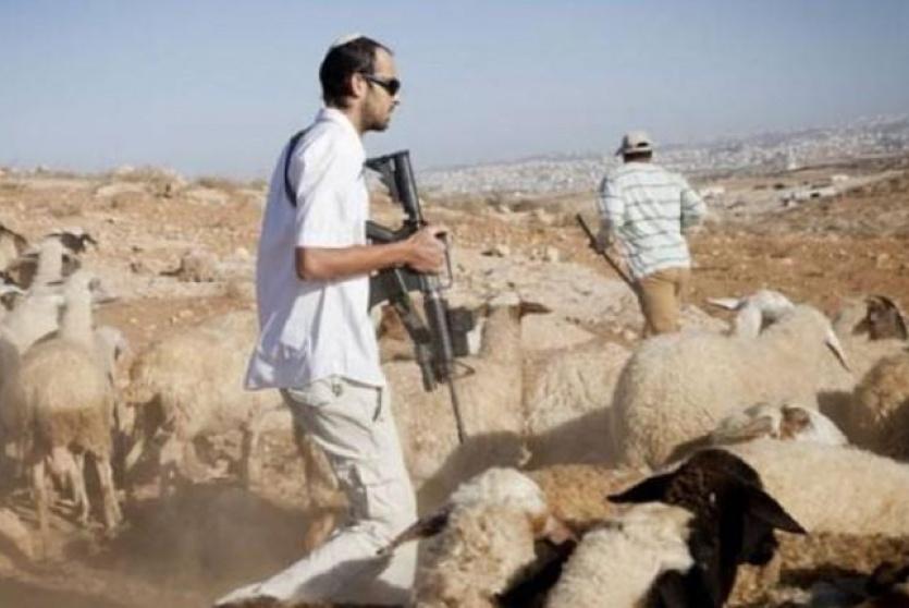 الاحتلال يستولي على قطيع من الأغنام جنوب الخليل