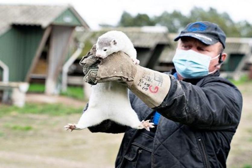  أول لقاح ضد كورونا لحماية الحيوانات.. ما هي فعاليته!