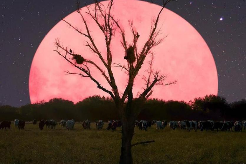 موعد ظهور القمر الوردي العملاق هذا العام!