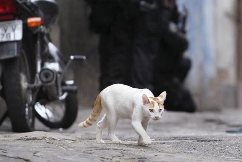 القبض على قط يحمل المخدرات حاول دخول أحد السجون في بنما