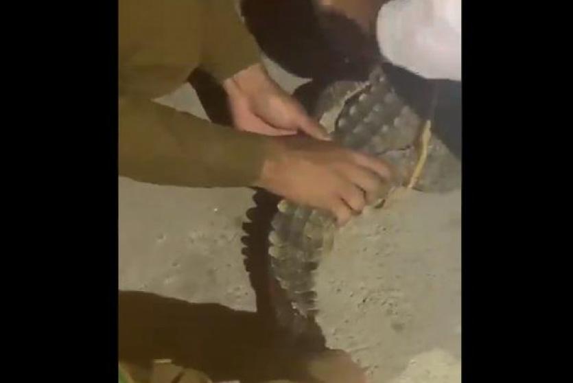 تمساح في السعودية